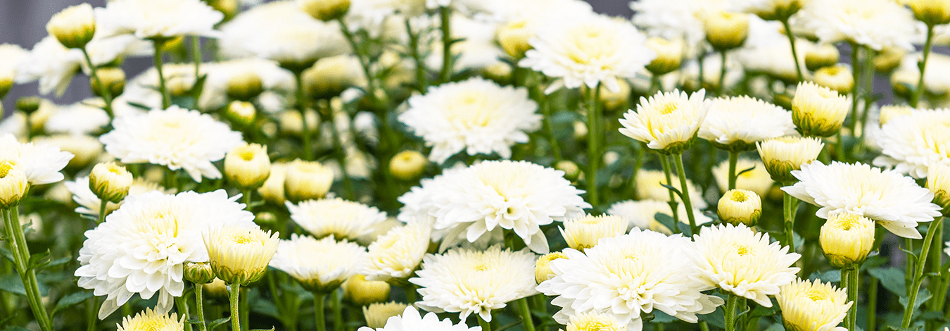 萬通寺について